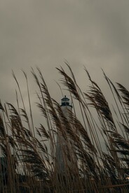 尾巴草