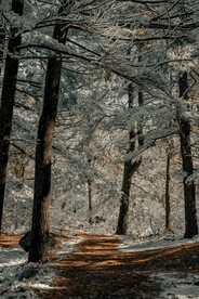 雪中林间道路