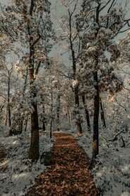 雪中林间道路
