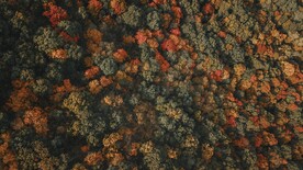 秋天树林的鸟瞰图