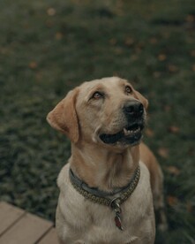 狗狗