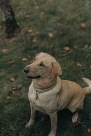 狗狗