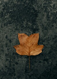 黄色的枫叶
