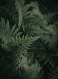 阙类植物叶子