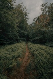 林间小路