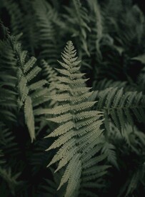 阙类植物叶子