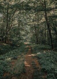 林间小路