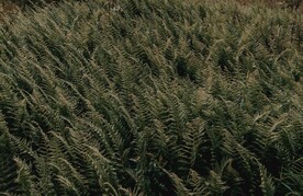 阙类植物叶子