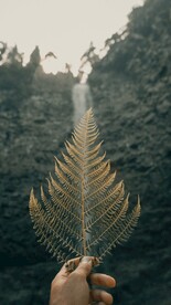 阙类植物叶子