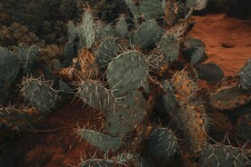 仙人掌绿植