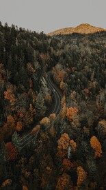 林间道路鸟瞰图