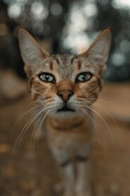 猫咪