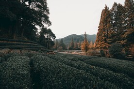 山间茶园风景