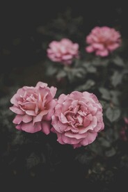 玫瑰花