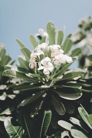 白色鸡蛋花