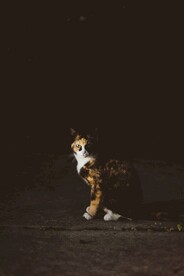 猫咪