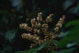 龙眼花