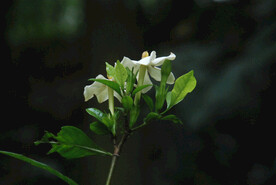 橙子花