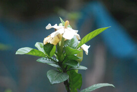 橙子花
