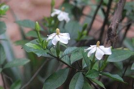 橙子花