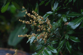 龙眼树开花