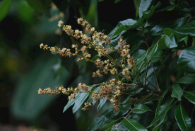 龙眼花