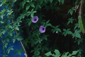 牵牛花