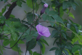 牵牛花