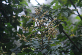 龙眼花