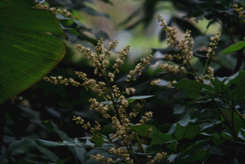 龙眼树枝