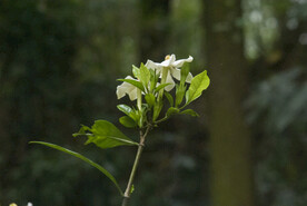 橙子花