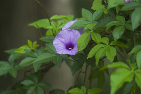 牵牛花