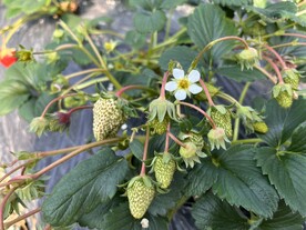 草莓