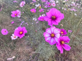 花