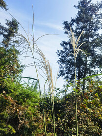田园风光