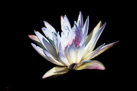 莲花