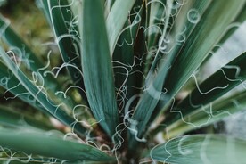 植物触手和绿叶