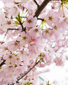 粉色樱花