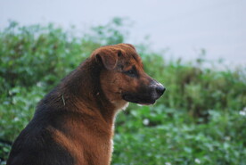 中华太行犬