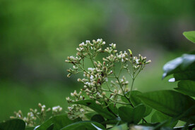 野花野草