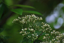 野生杂草