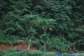 山地种植