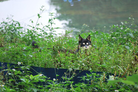 中华田园犬
