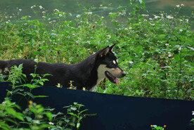 中华犬