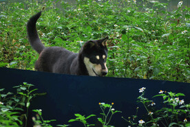 土狗