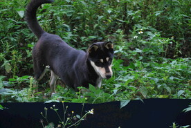 中华犬