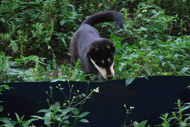 中华犬