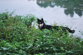 中华犬