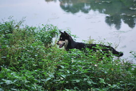 中华犬