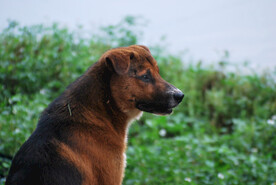 农村猎犬